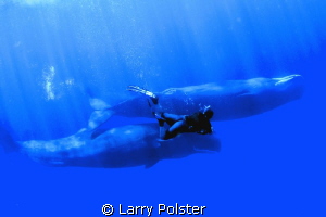 Swimming with the Sperm Whales of Dominica. Free dive, no... by Larry Polster 
